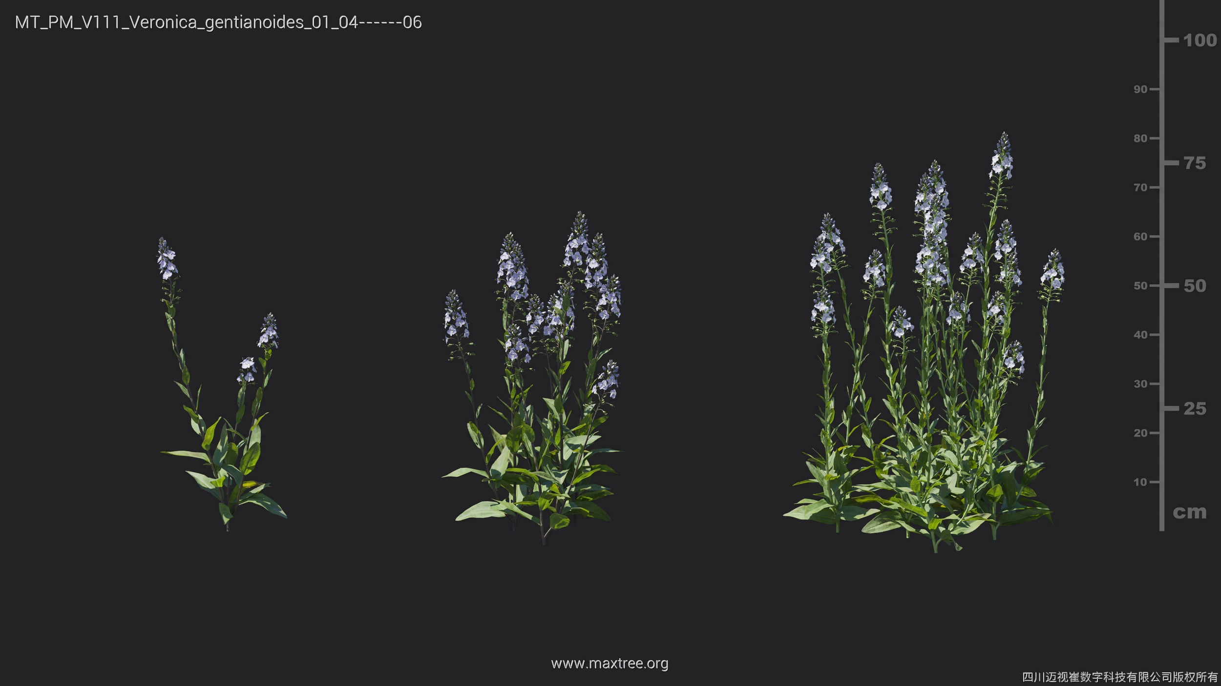 Maxtree Plant Models Vol 111 - Mesh 3D model_21