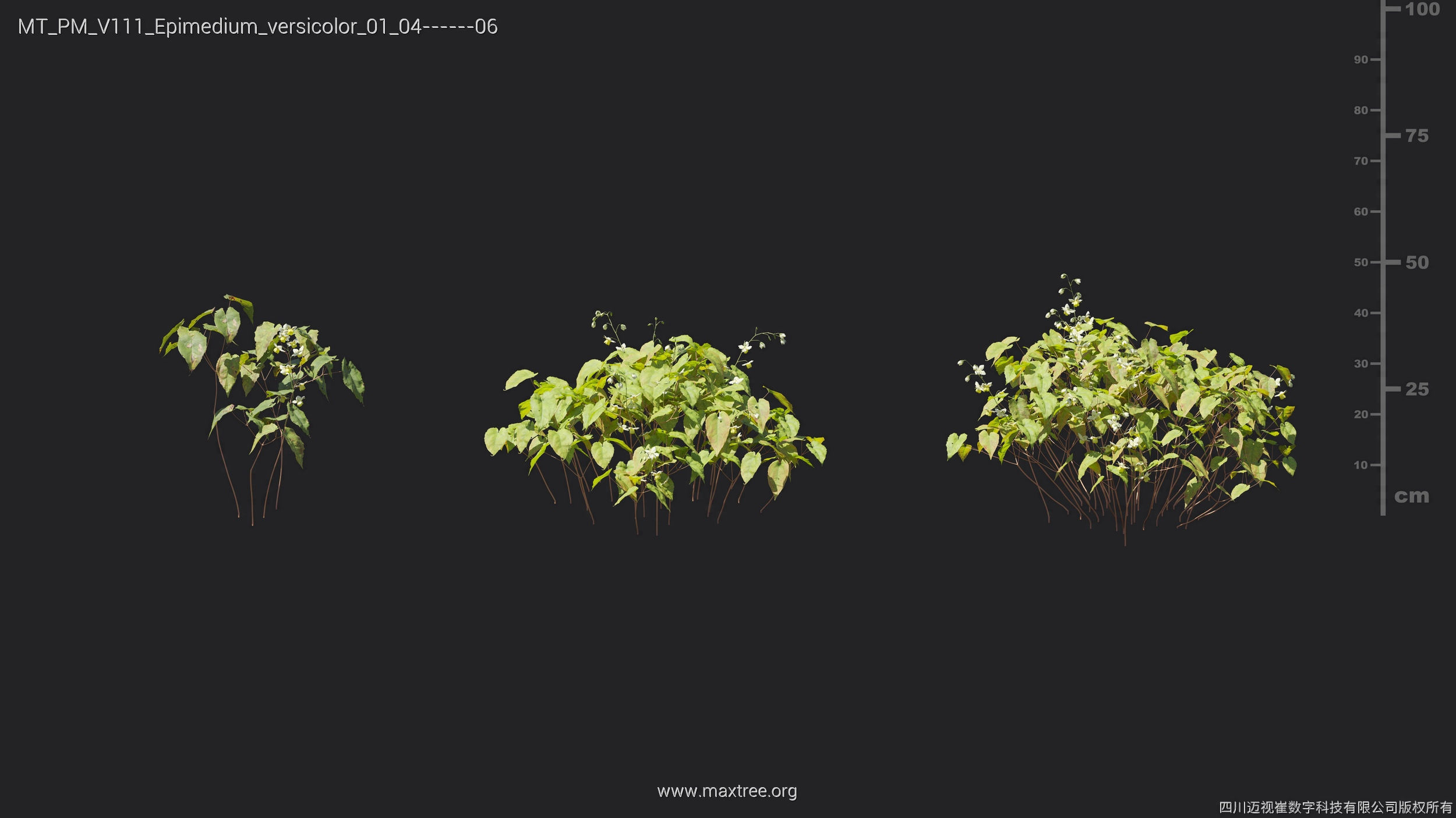 Maxtree Plant Models Vol 111 - Mesh 3D model_17