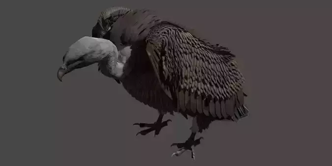 Vulture