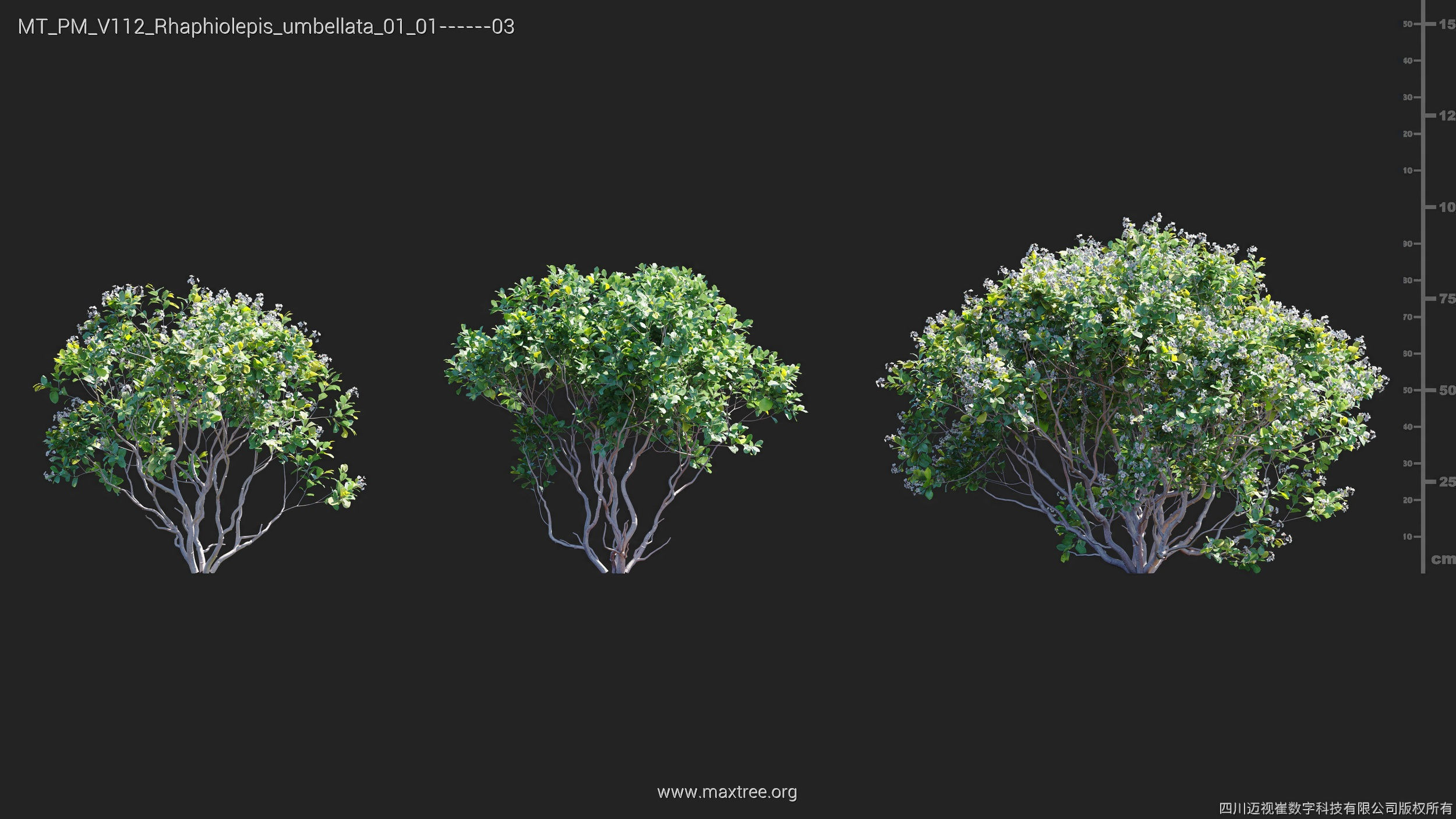 Maxtree Plant Models Vol 112 - Mesh 3D model_23