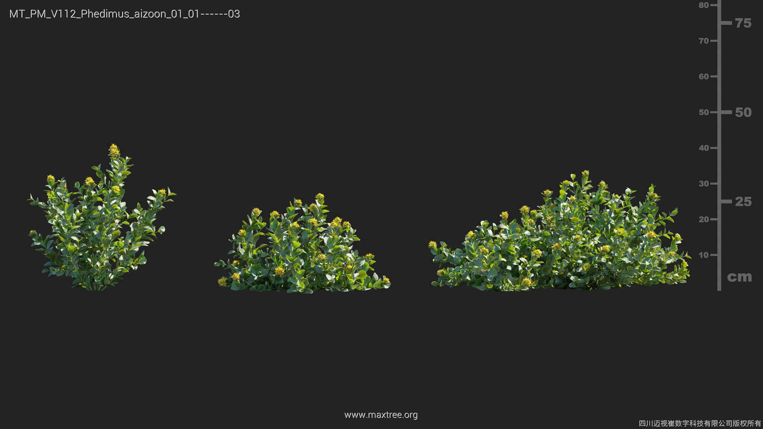 Maxtree Plant Models Vol 112 - Mesh 3D model_19