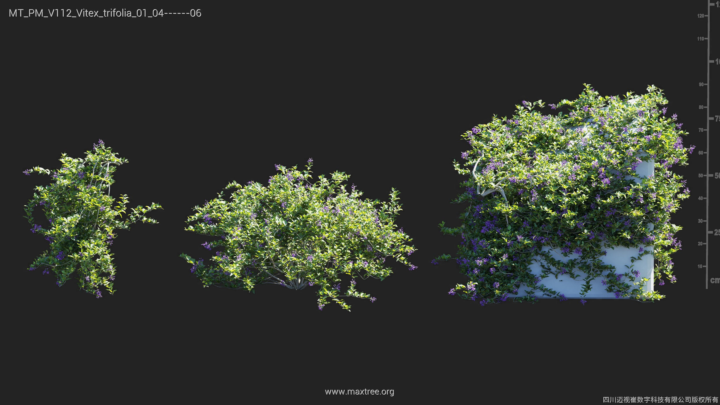Maxtree Plant Models Vol 112 - Mesh 3D model_28