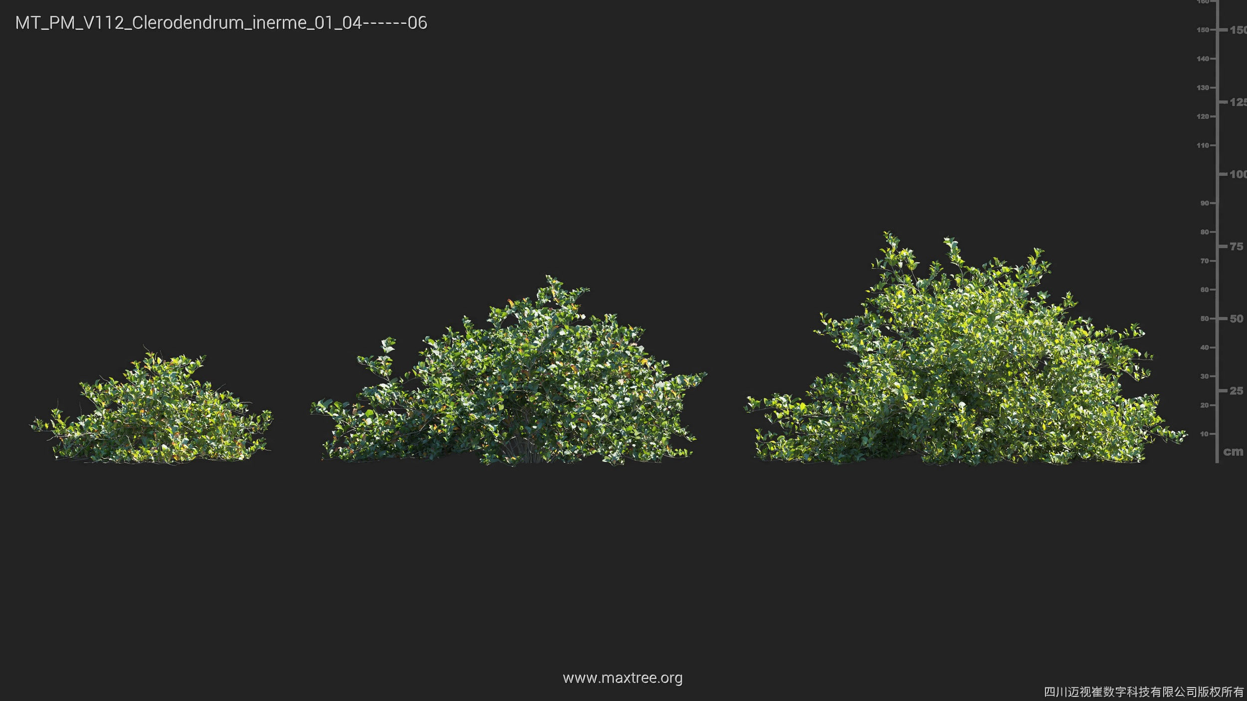 Maxtree Plant Models Vol 112 - Mesh 3D model_10