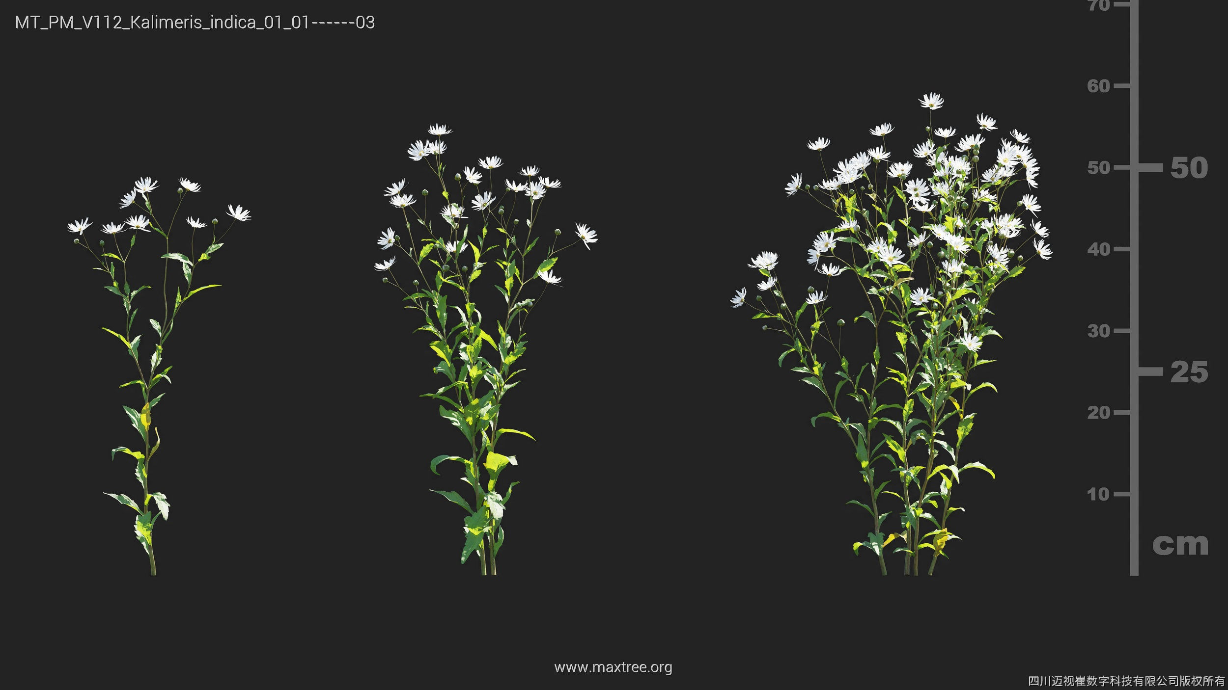 Maxtree Plant Models Vol 112 - Mesh 3D model_15