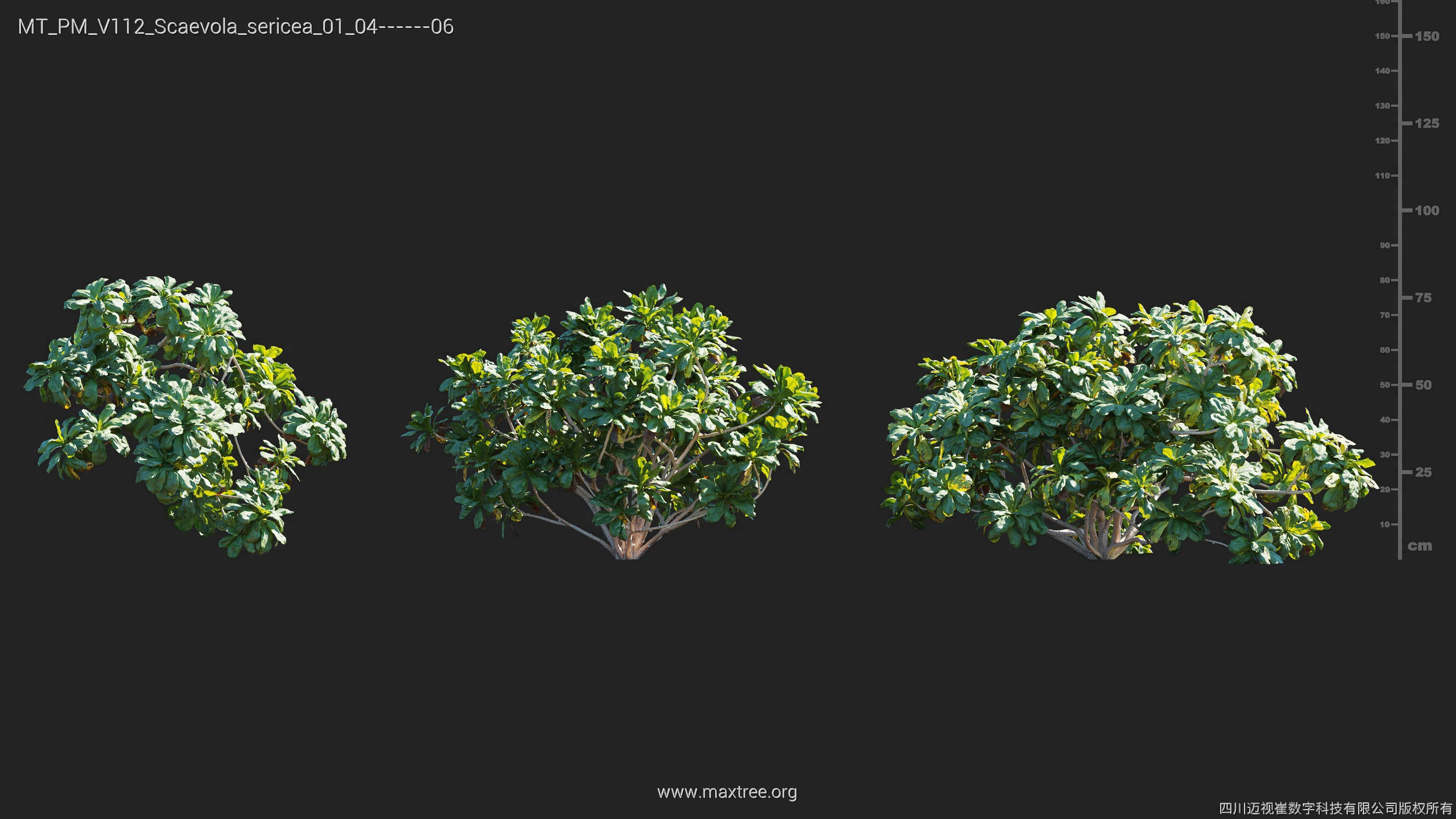 Maxtree Plant Models Vol 112 - Mesh 3D model_26