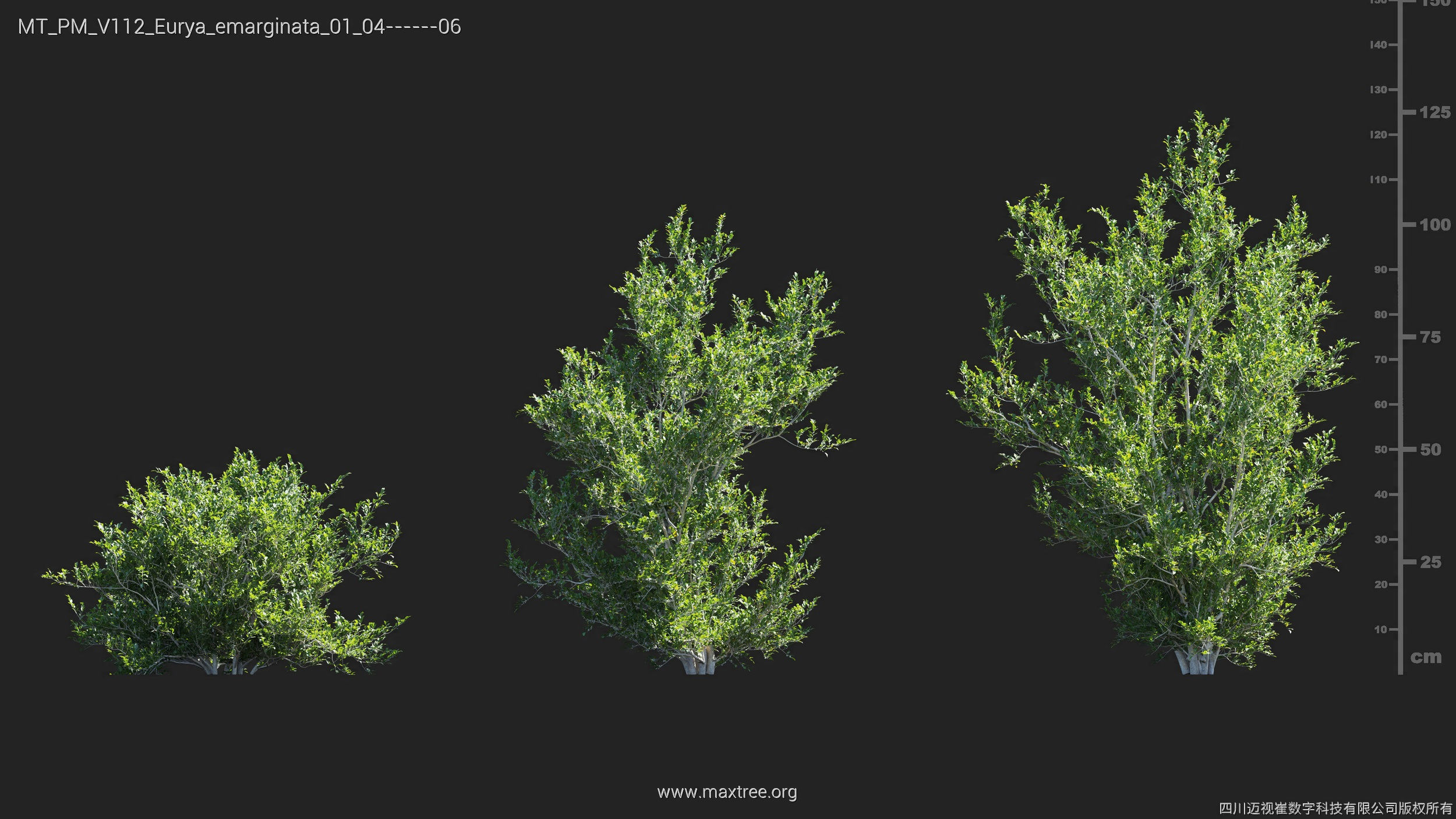 Maxtree Plant Models Vol 112 - Mesh 3D model_14
