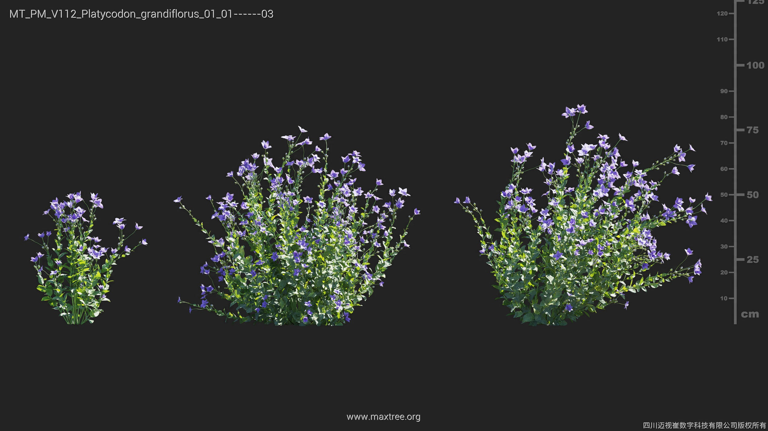 Maxtree Plant Models Vol 112 - Mesh 3D model_21