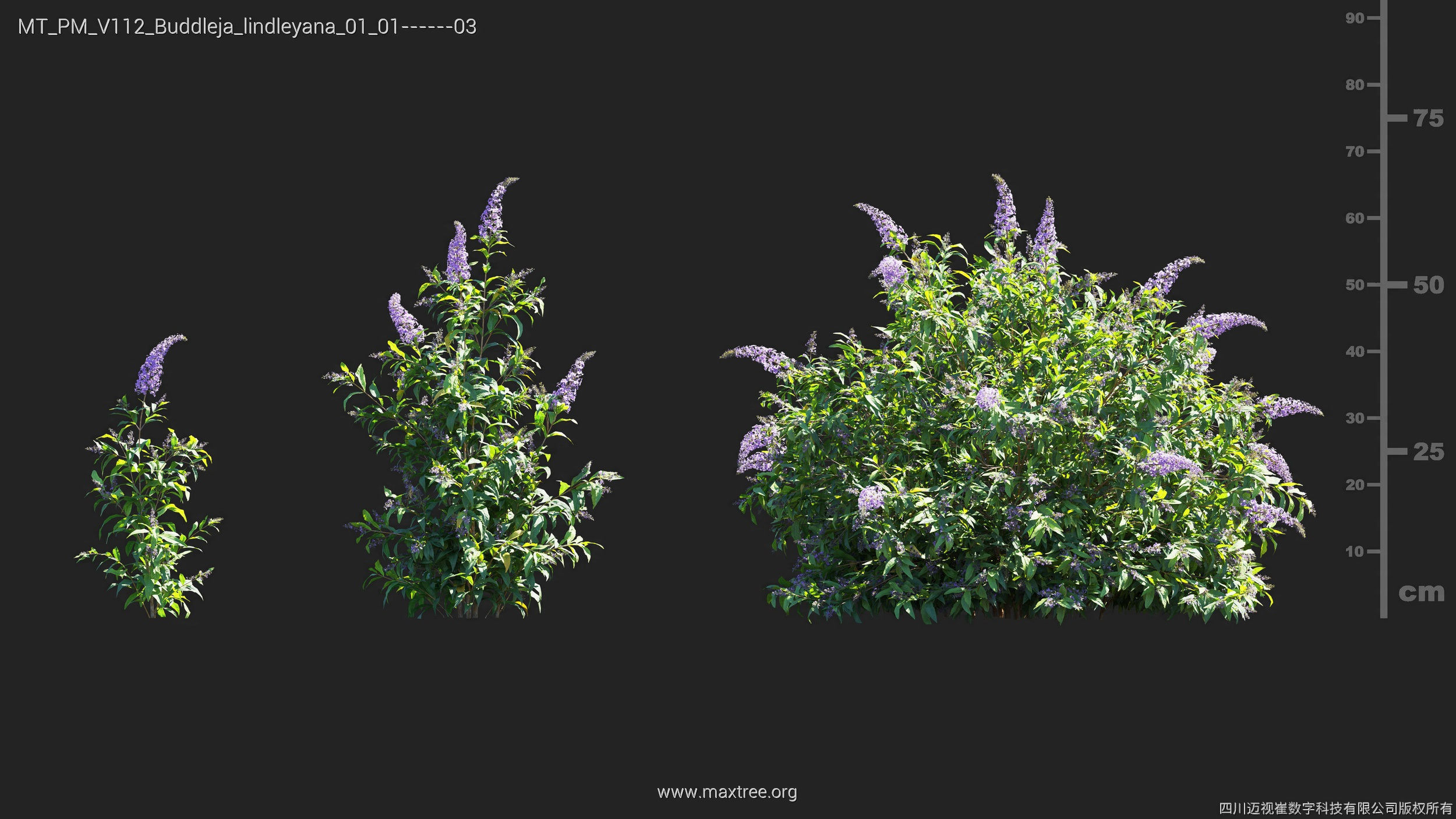 Maxtree Plant Models Vol 112 - Mesh 3D model_7