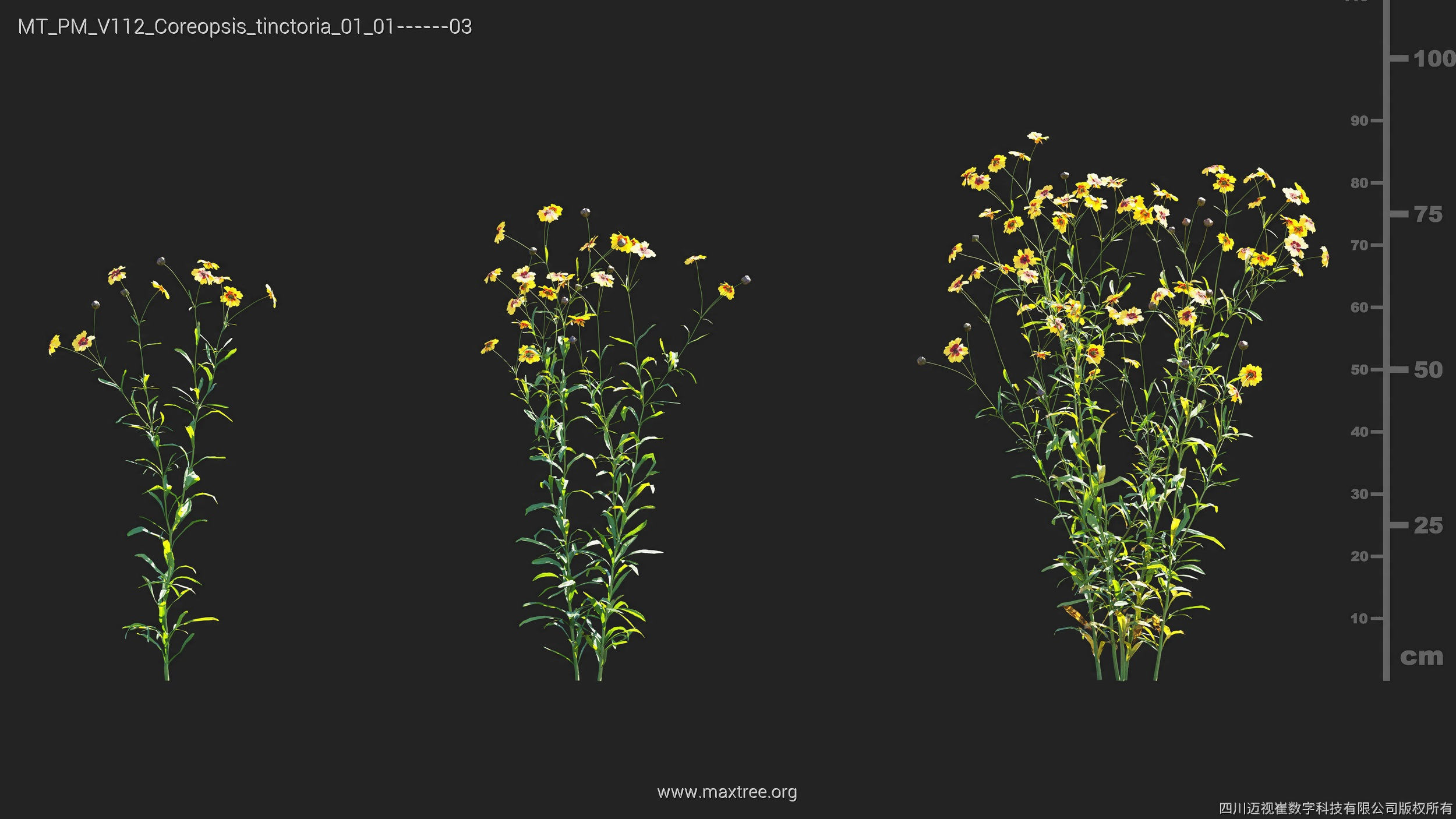 Maxtree Plant Models Vol 112 - Mesh 3D model_11