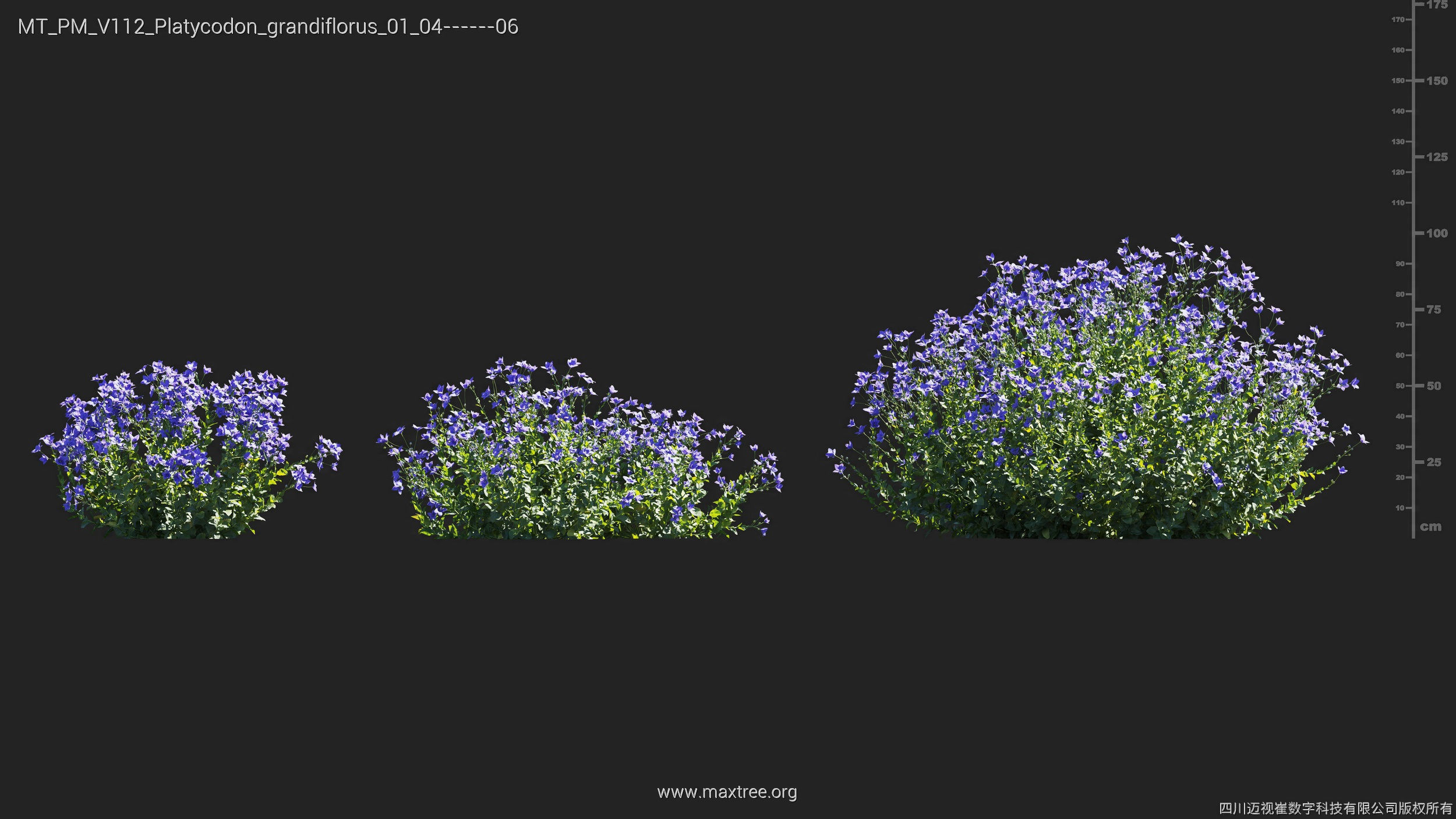 Maxtree Plant Models Vol 112 - Mesh 3D model_22