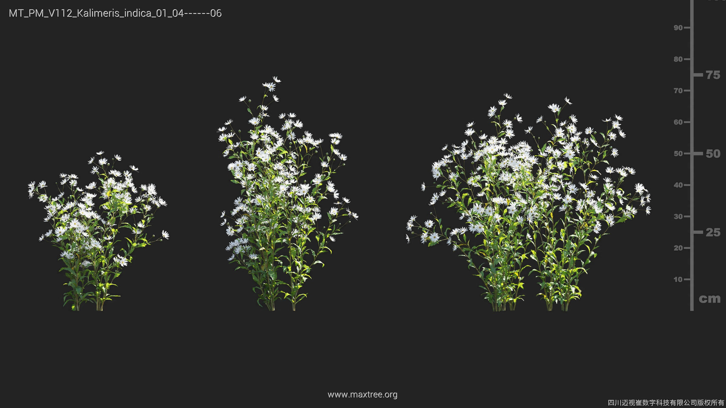 Maxtree Plant Models Vol 112 - Mesh 3D model_16