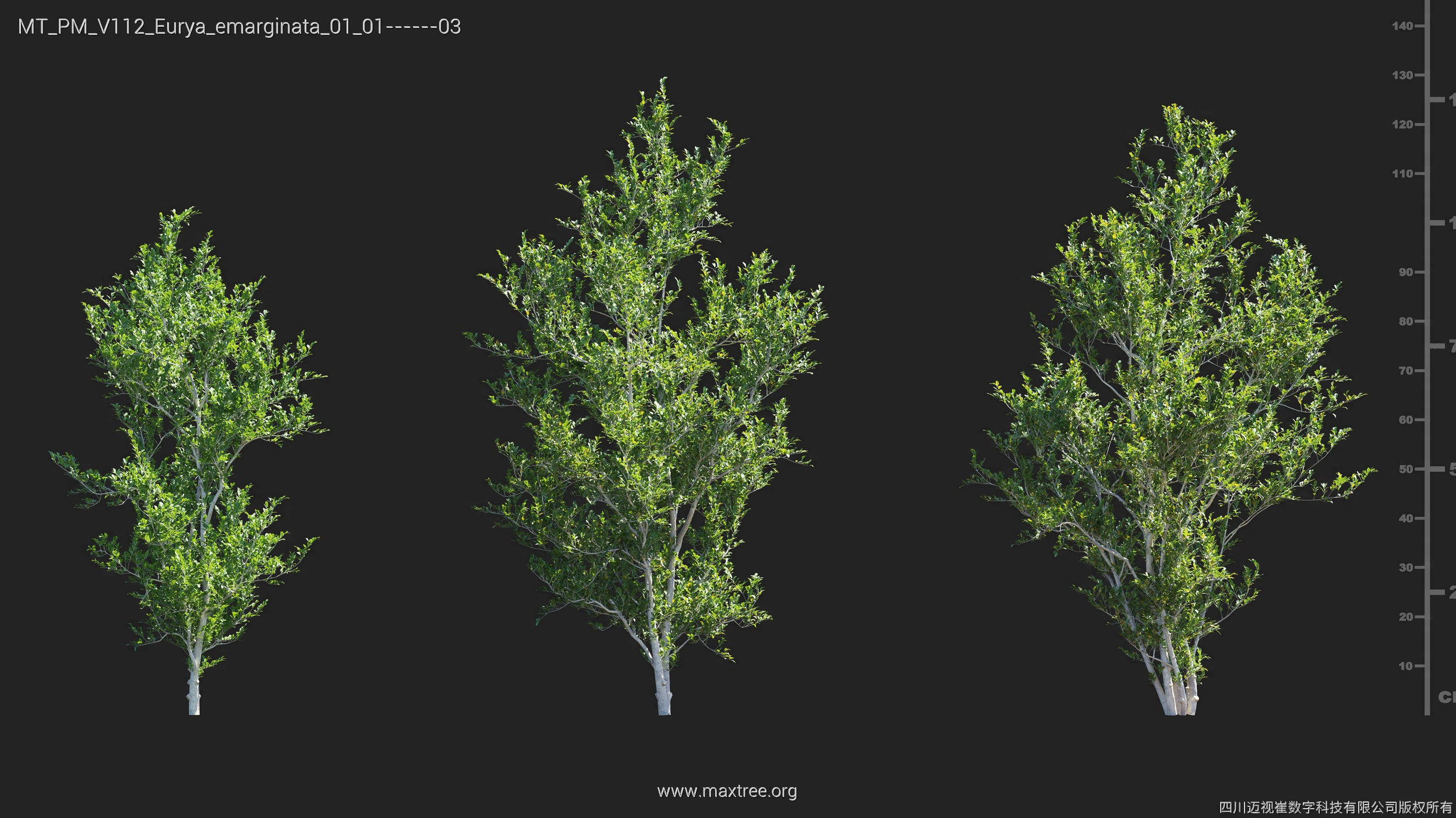 Maxtree Plant Models Vol 112 - Mesh 3D model_13