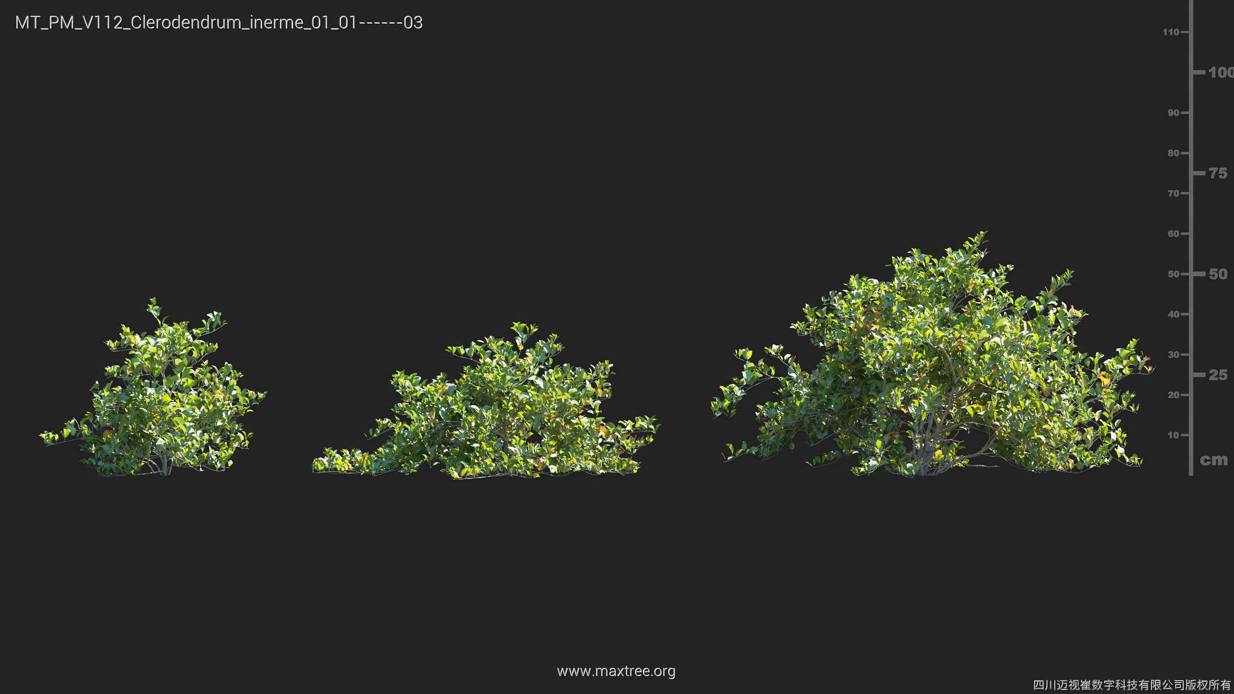Maxtree Plant Models Vol 112 - Mesh 3D model_9