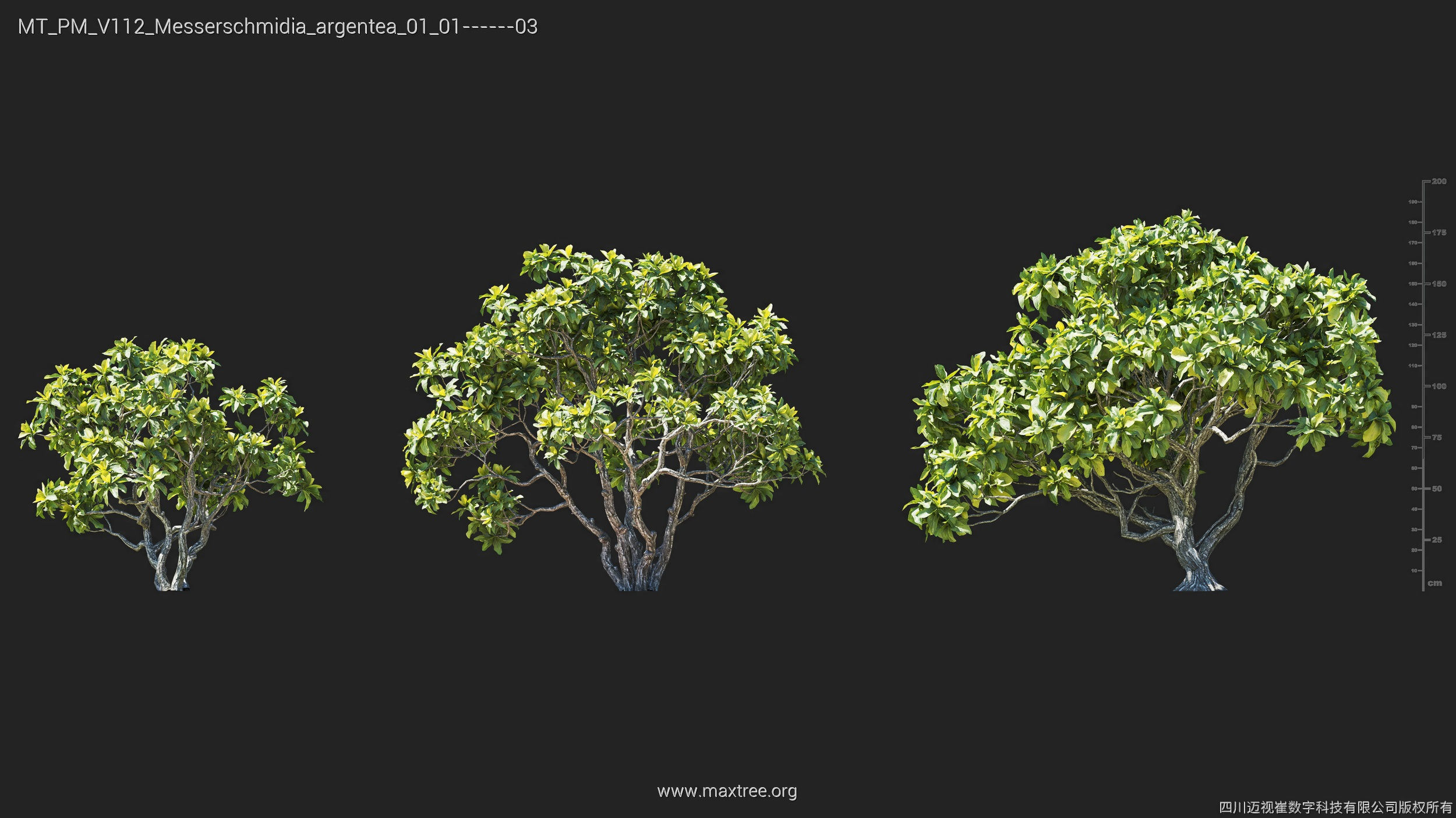 Maxtree Plant Models Vol 112 - Mesh 3D model_17