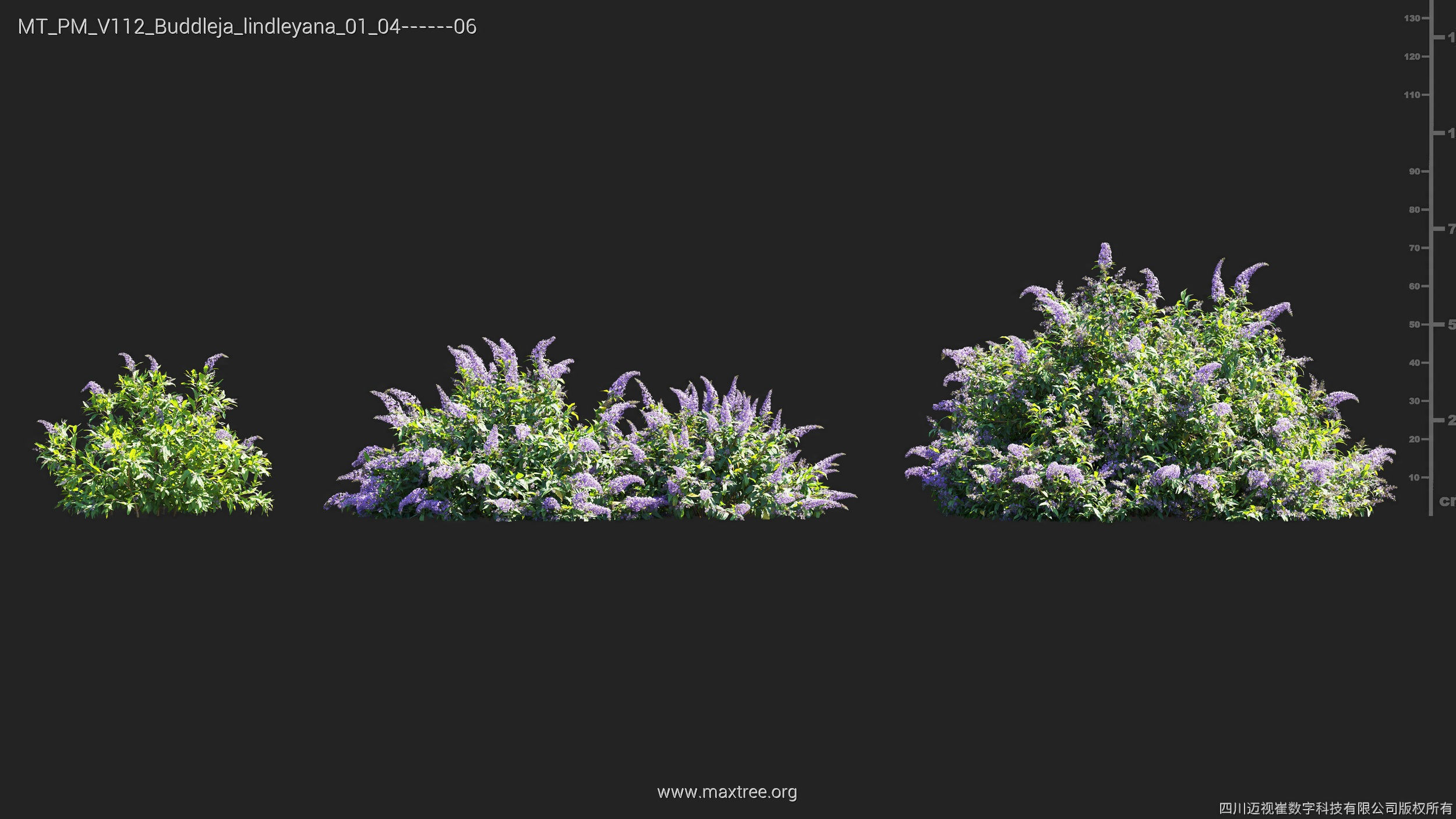 Maxtree Plant Models Vol 112 - Mesh 3D model_8