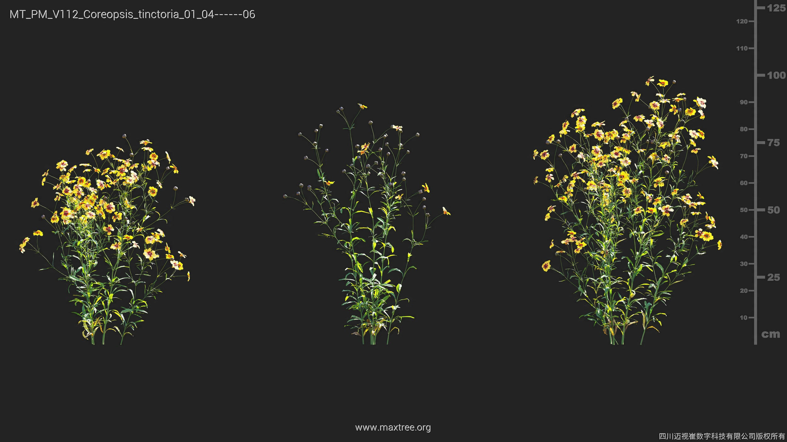 Maxtree Plant Models Vol 112 - Mesh 3D model_12