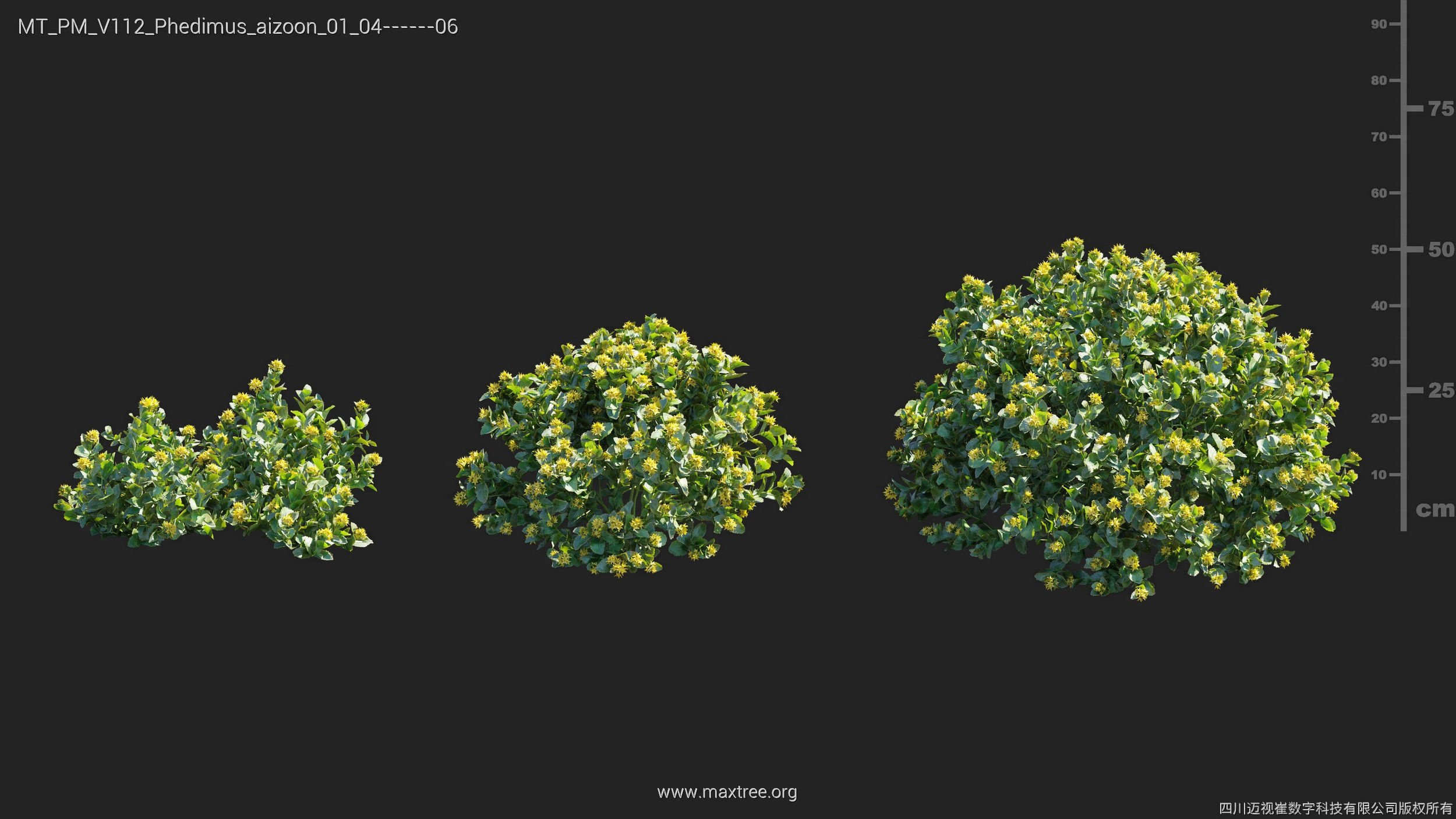 Maxtree Plant Models Vol 112 - Mesh 3D model_20
