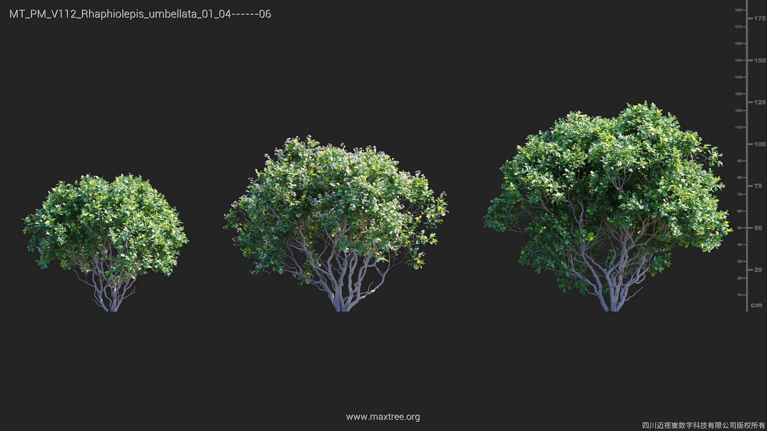 Maxtree Plant Models Vol 112 - Mesh 3D model_24