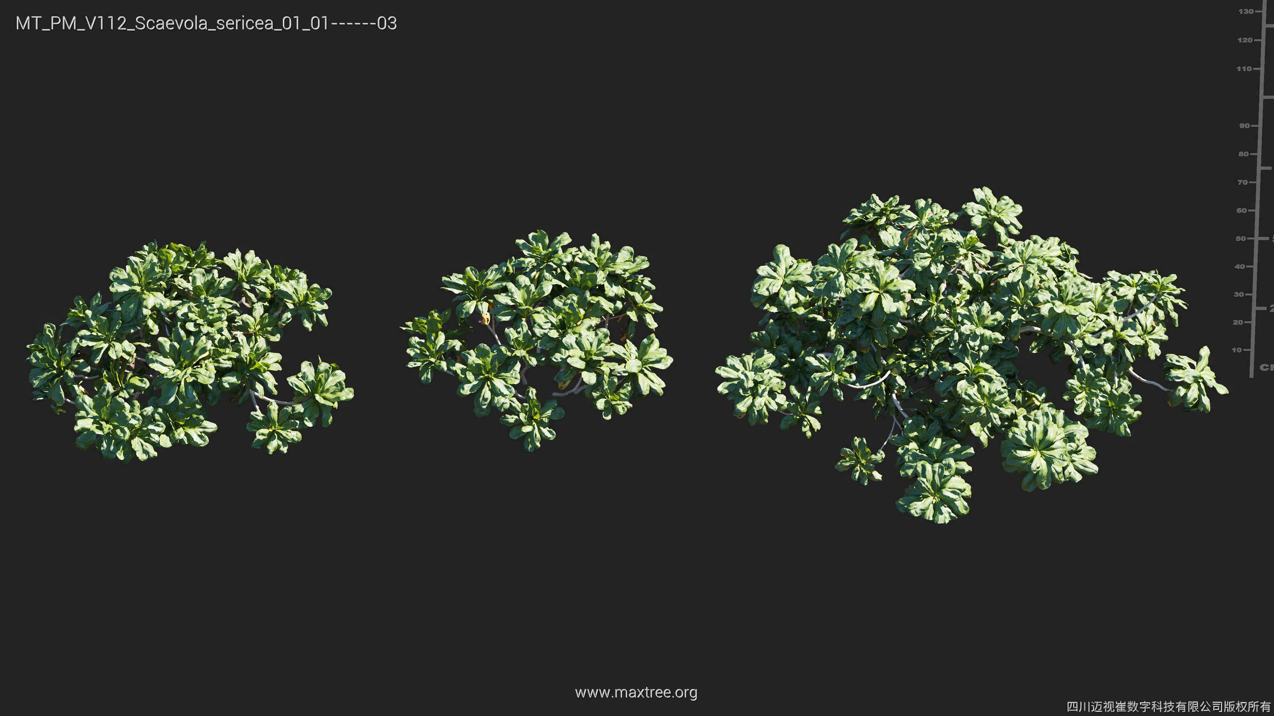 Maxtree Plant Models Vol 112 - Mesh 3D model_25