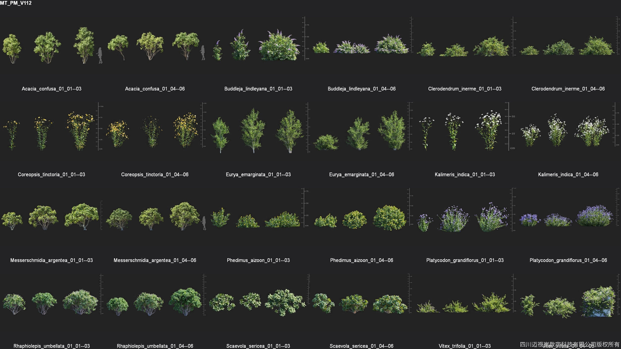 Maxtree Plant Models Vol 112 - Mesh 3D model_4