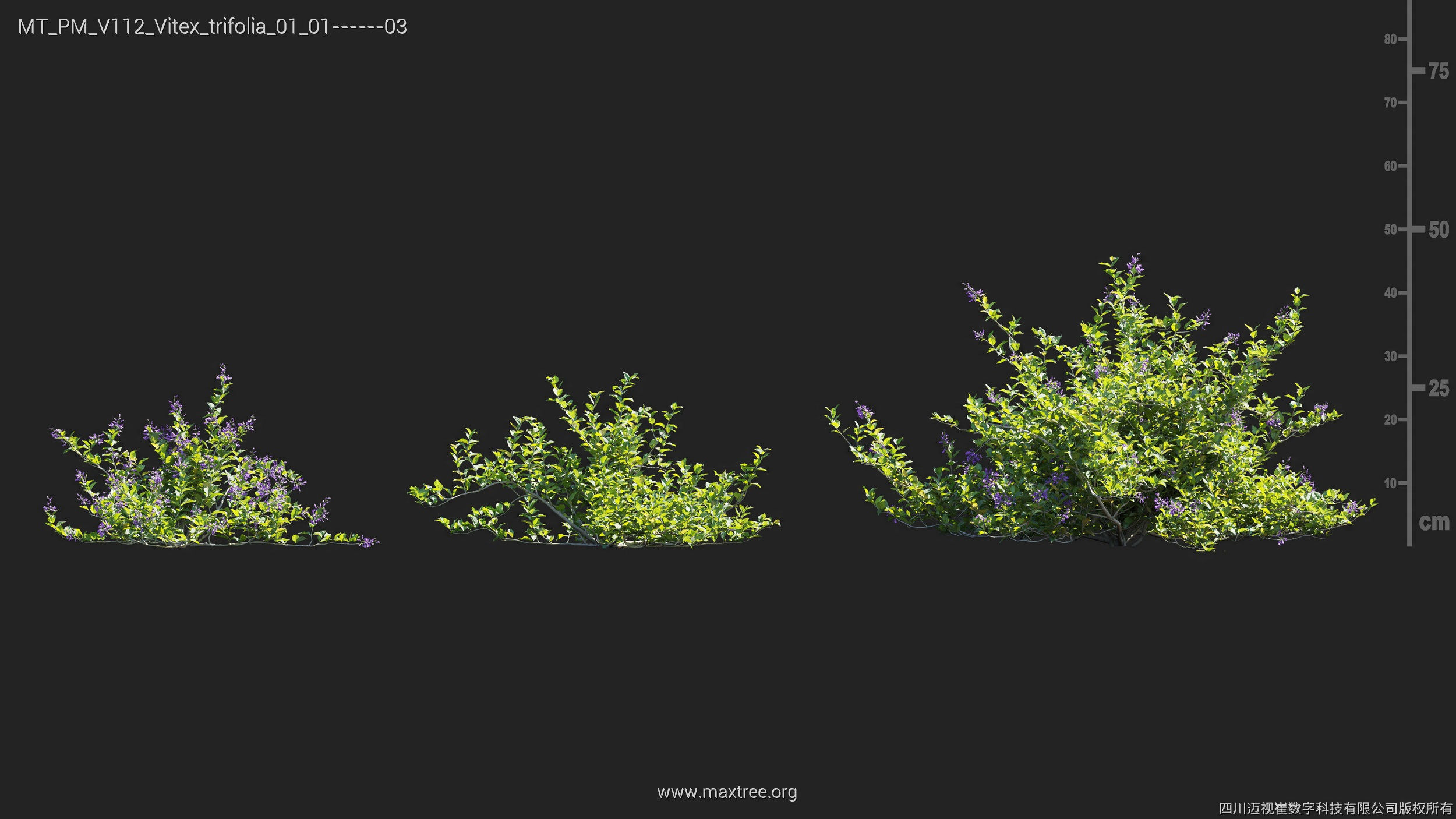 Maxtree Plant Models Vol 112 - Mesh 3D model_27