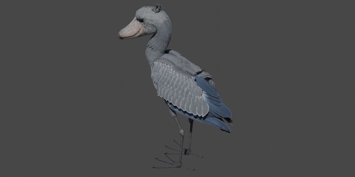 Shoebill 3D model_2