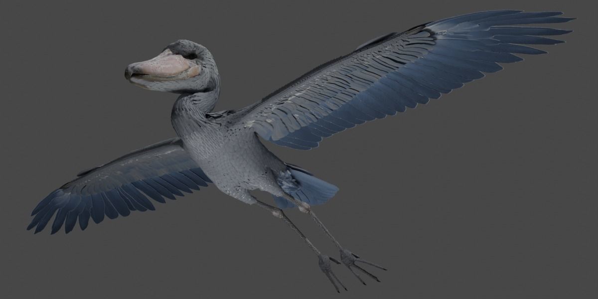 Shoebill 3D model_3