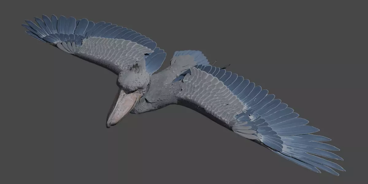 Shoebill 3D model_0