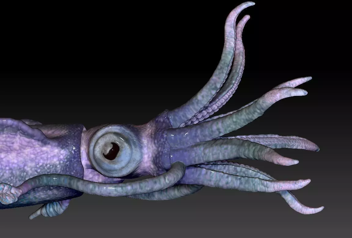 squid calamary 3D print model