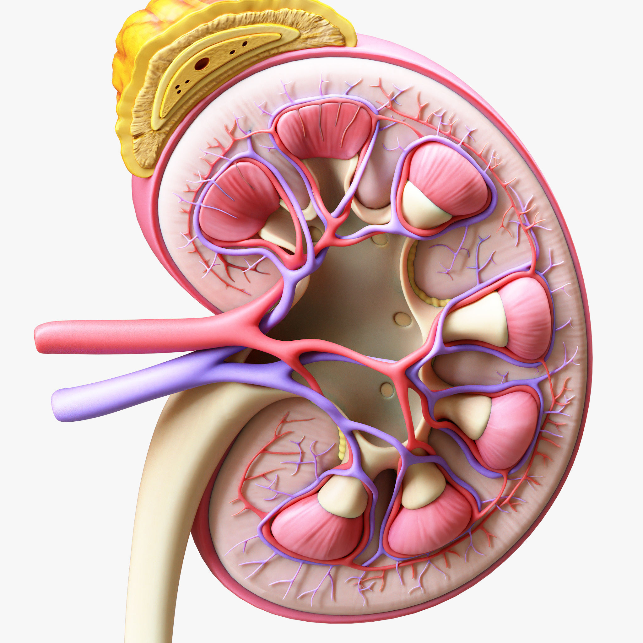 Human Kidney Anatomy Cross Section 3D model_3