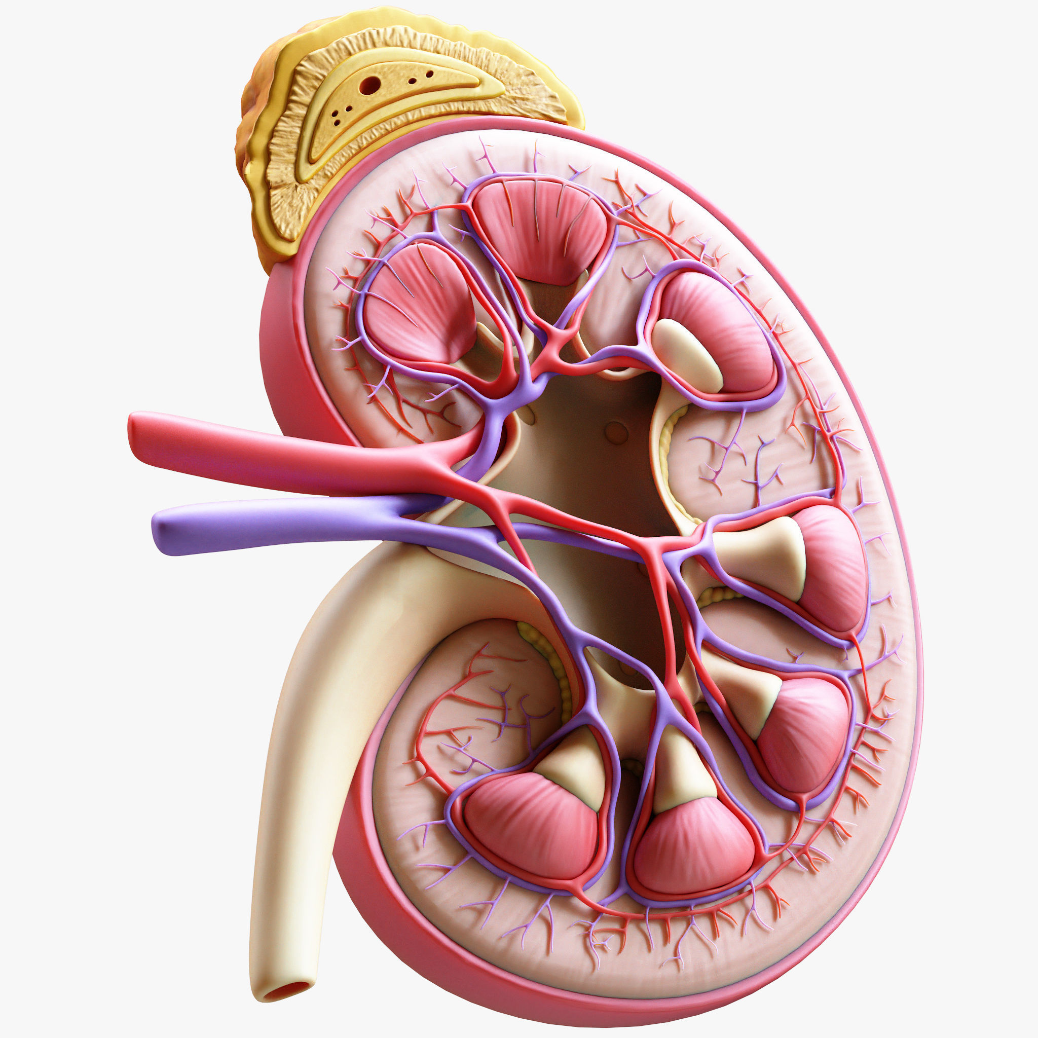 Human Kidney Anatomy Cross Section 3D model_5