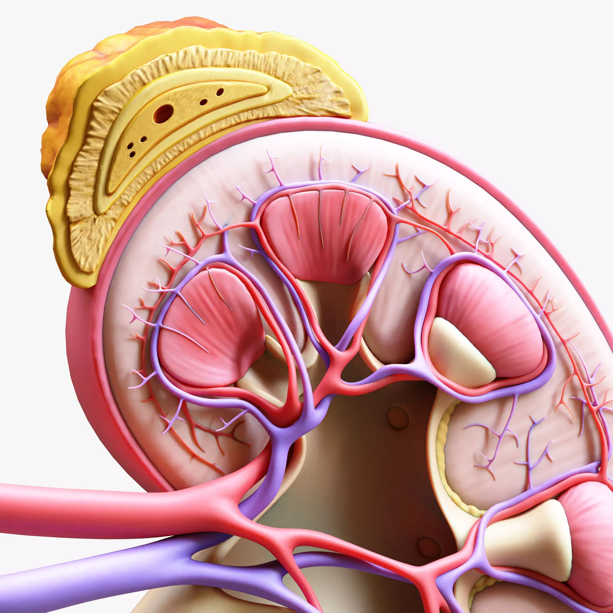 Human Kidney Anatomy Cross Section 3D model_0