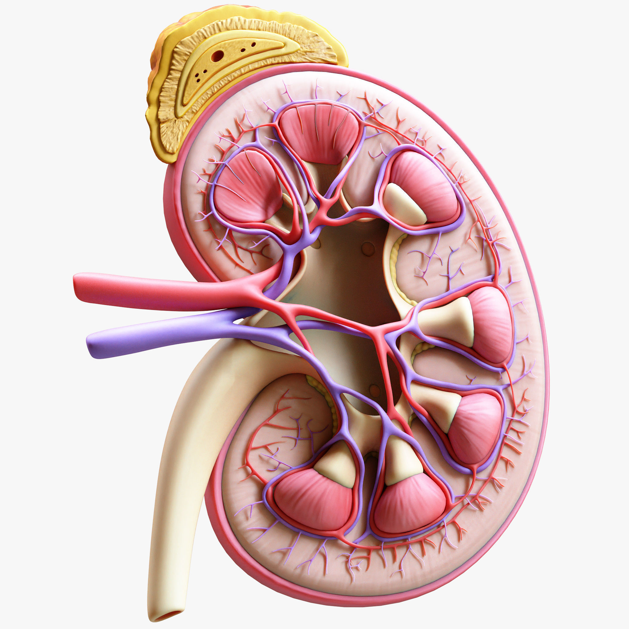 Human Kidney Anatomy Cross Section 3D model_1