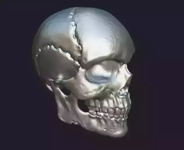 Skull 3D model