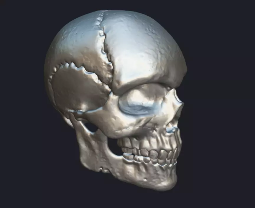 Skull 3D model 3D model_0