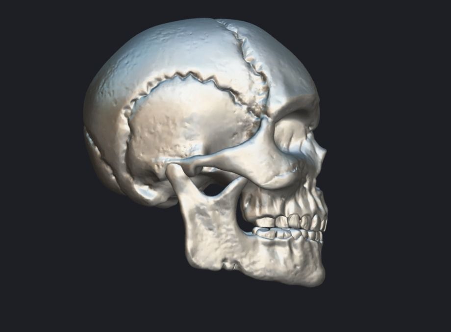 Skull 3D model 3D model_2