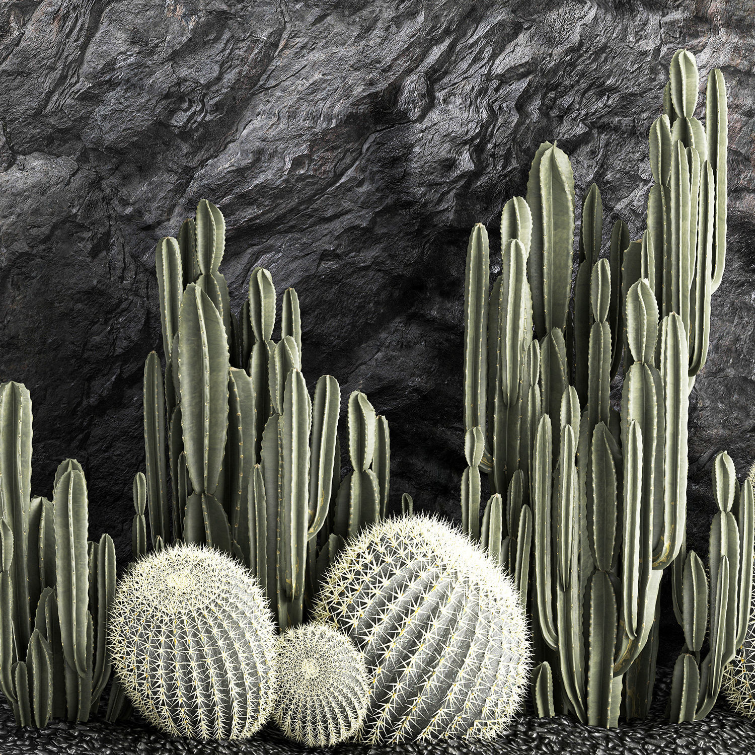 Beautiful cacti and a wall of black rock and pebbles 1279 3D model_15