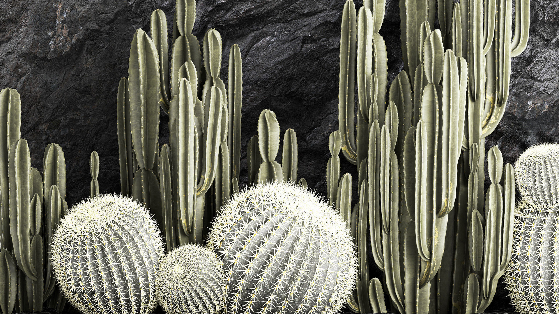 Beautiful cacti and a wall of black rock and pebbles 1279 3D model_6