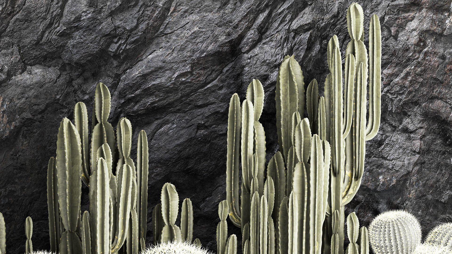 Beautiful cacti and a wall of black rock and pebbles 1279 3D model_7