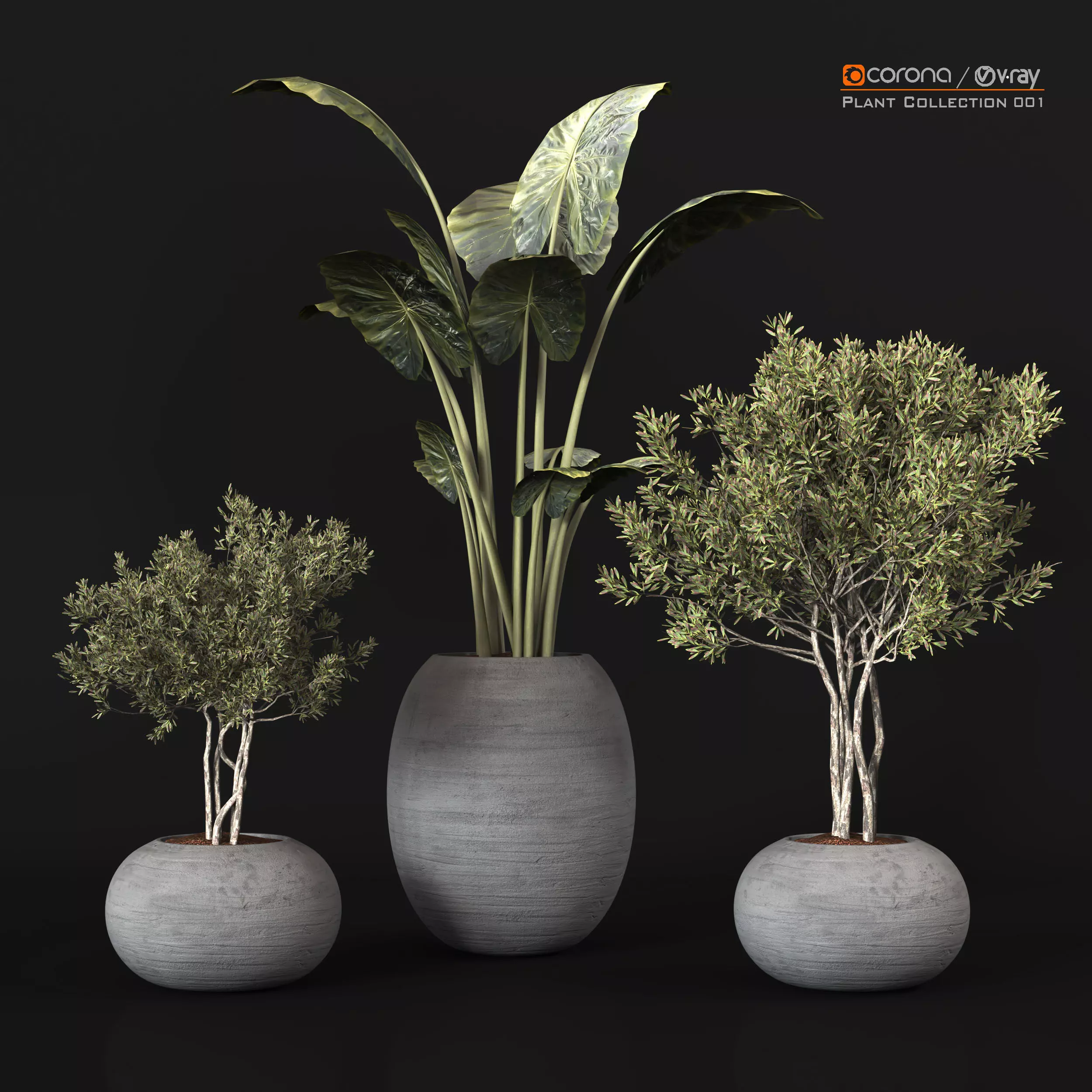 Plant Collection 001 Free low-poly 3D model