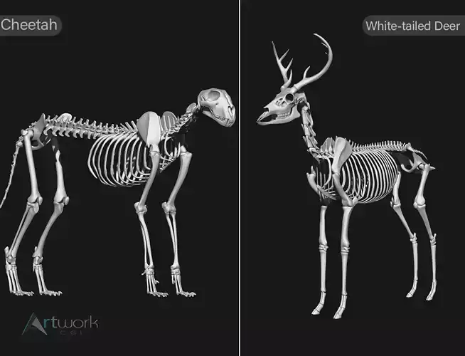 Cheetah And White-tailed Deer skeletons 3D model