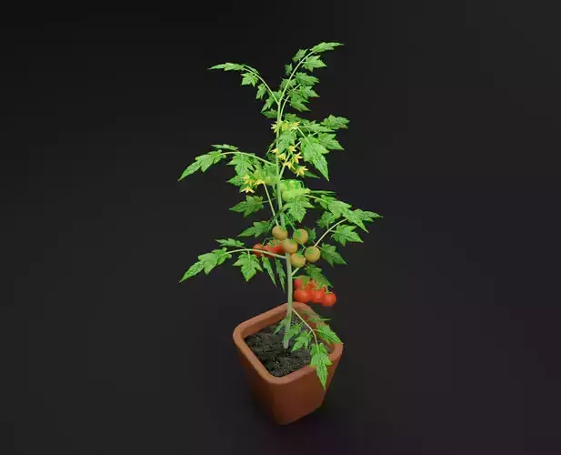 Tomato plant