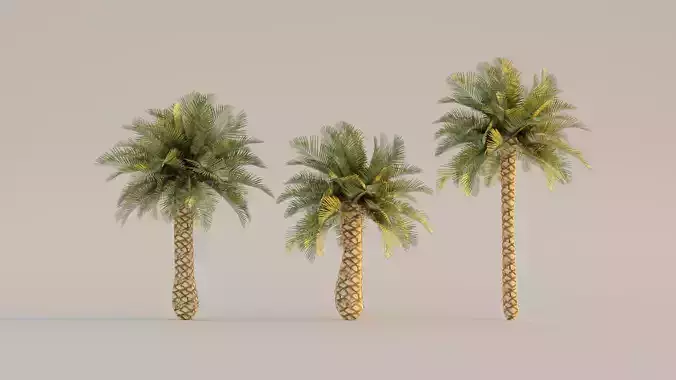 low poly palm trees for forest or exterior  Low-poly 3D model