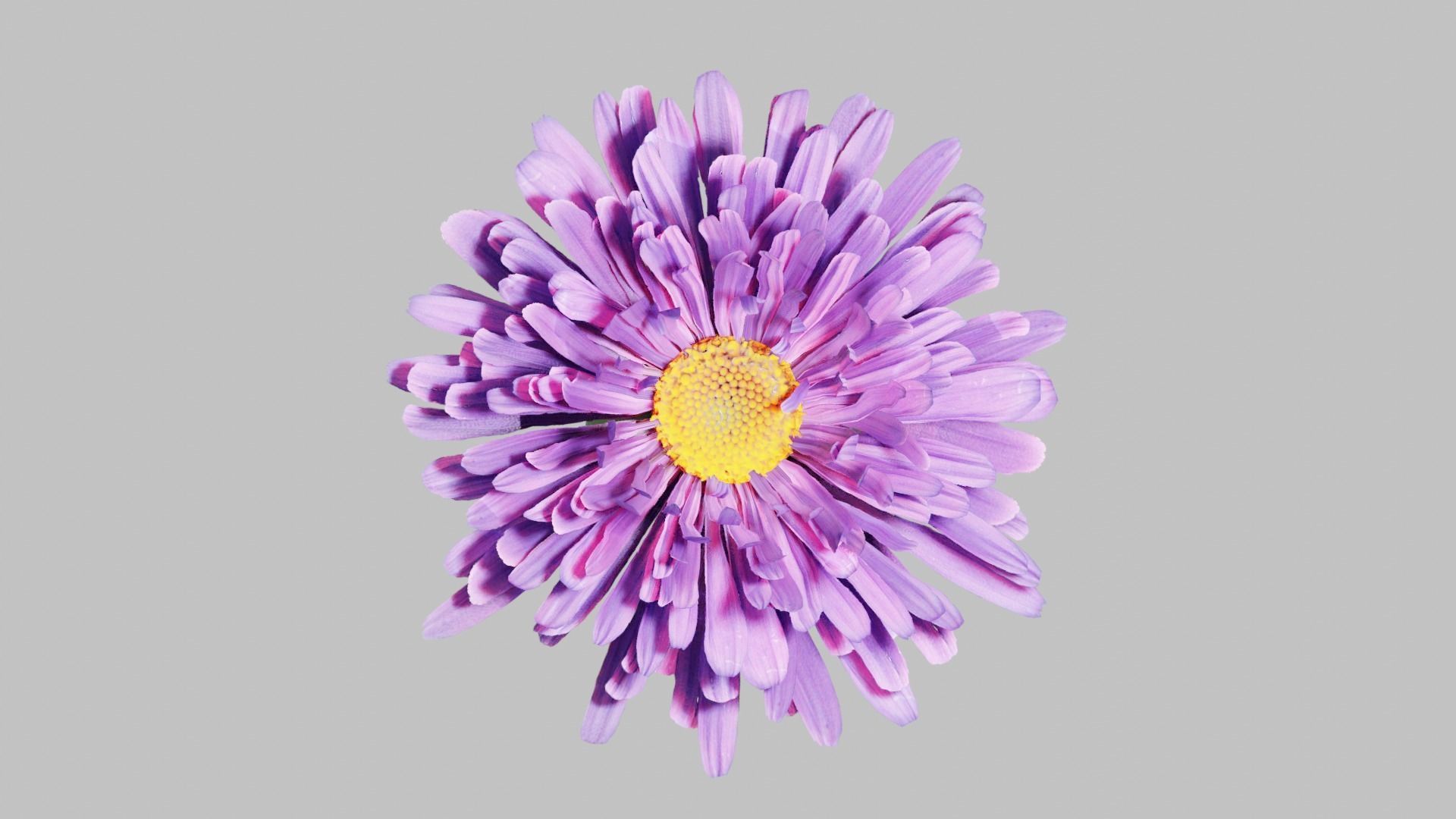 Aster Flower - Low Poly Low-poly 3D model_3