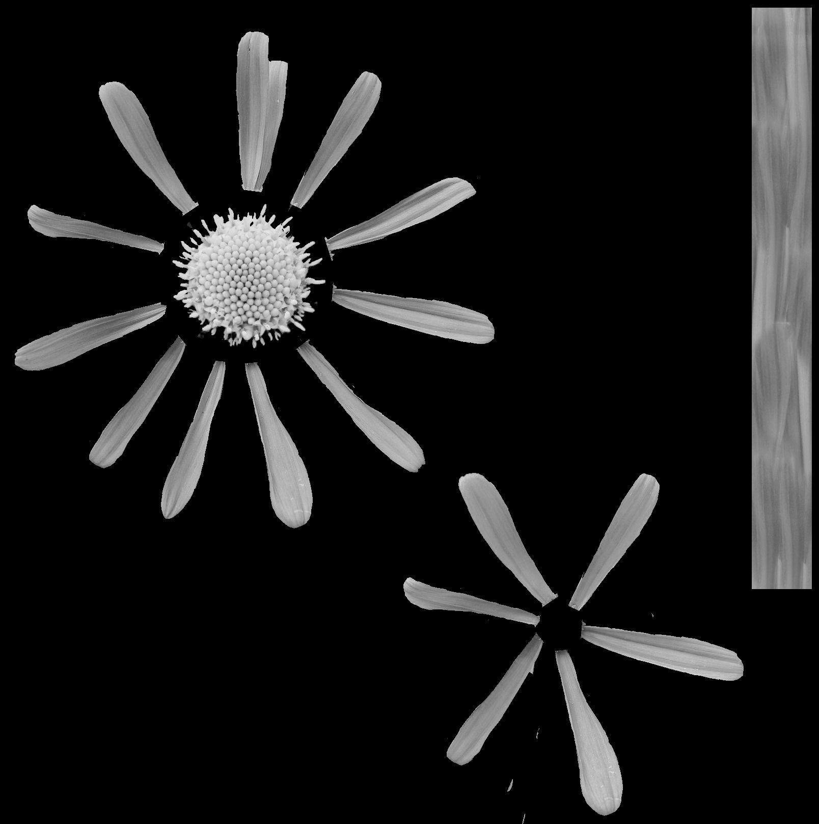 Aster Flower - Low Poly Low-poly 3D model_11