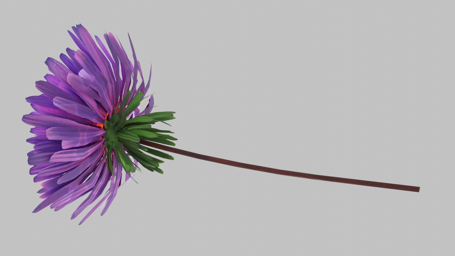 Aster Flower - Low Poly Low-poly 3D model_5