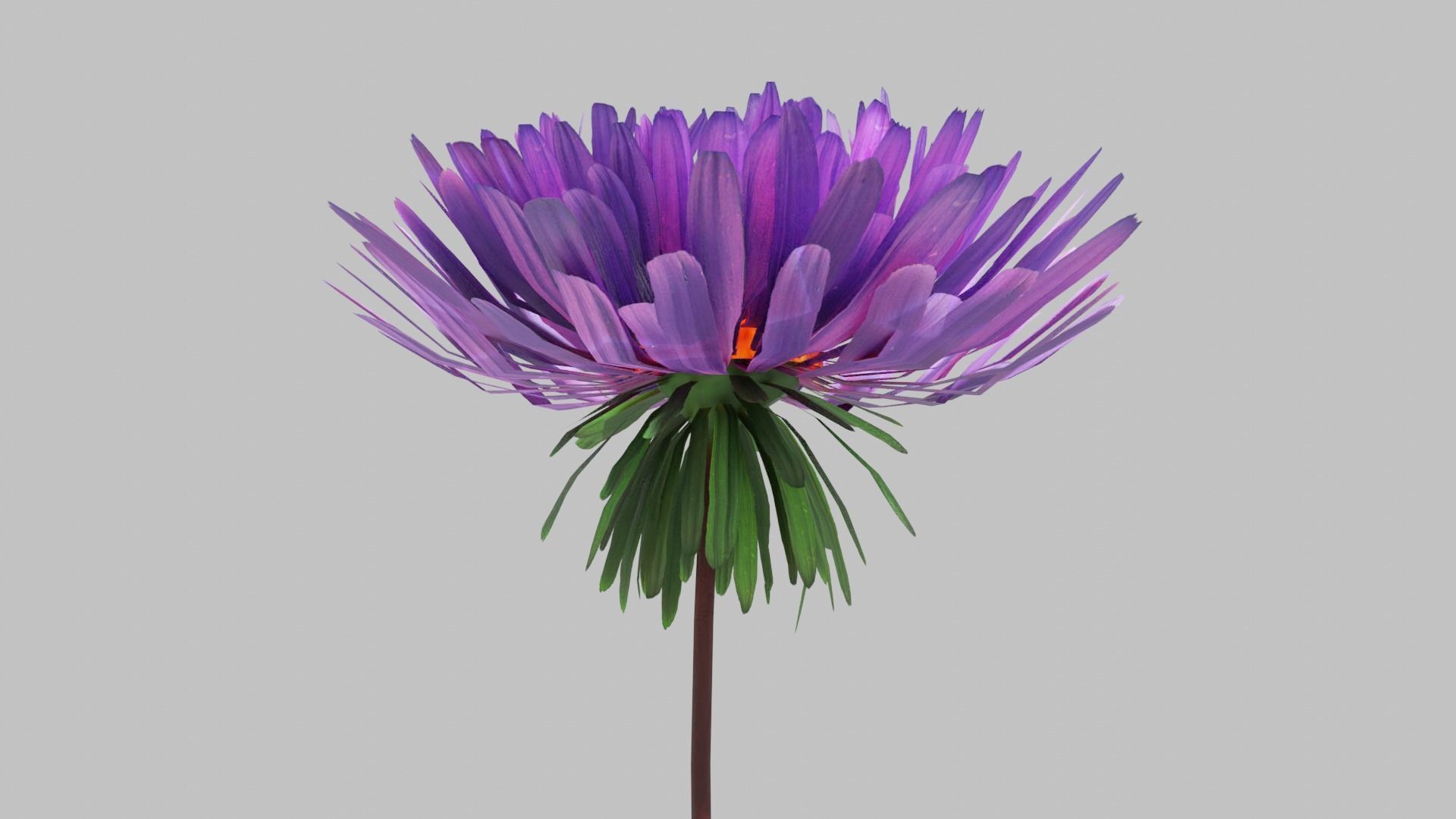 Aster Flower - Low Poly Low-poly 3D model_4