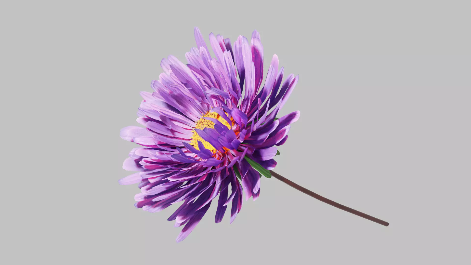 Aster Flower - Low Poly Low-poly 3D model_0