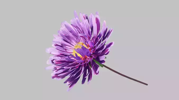 Aster Flower - Low Poly Low-poly 3D model