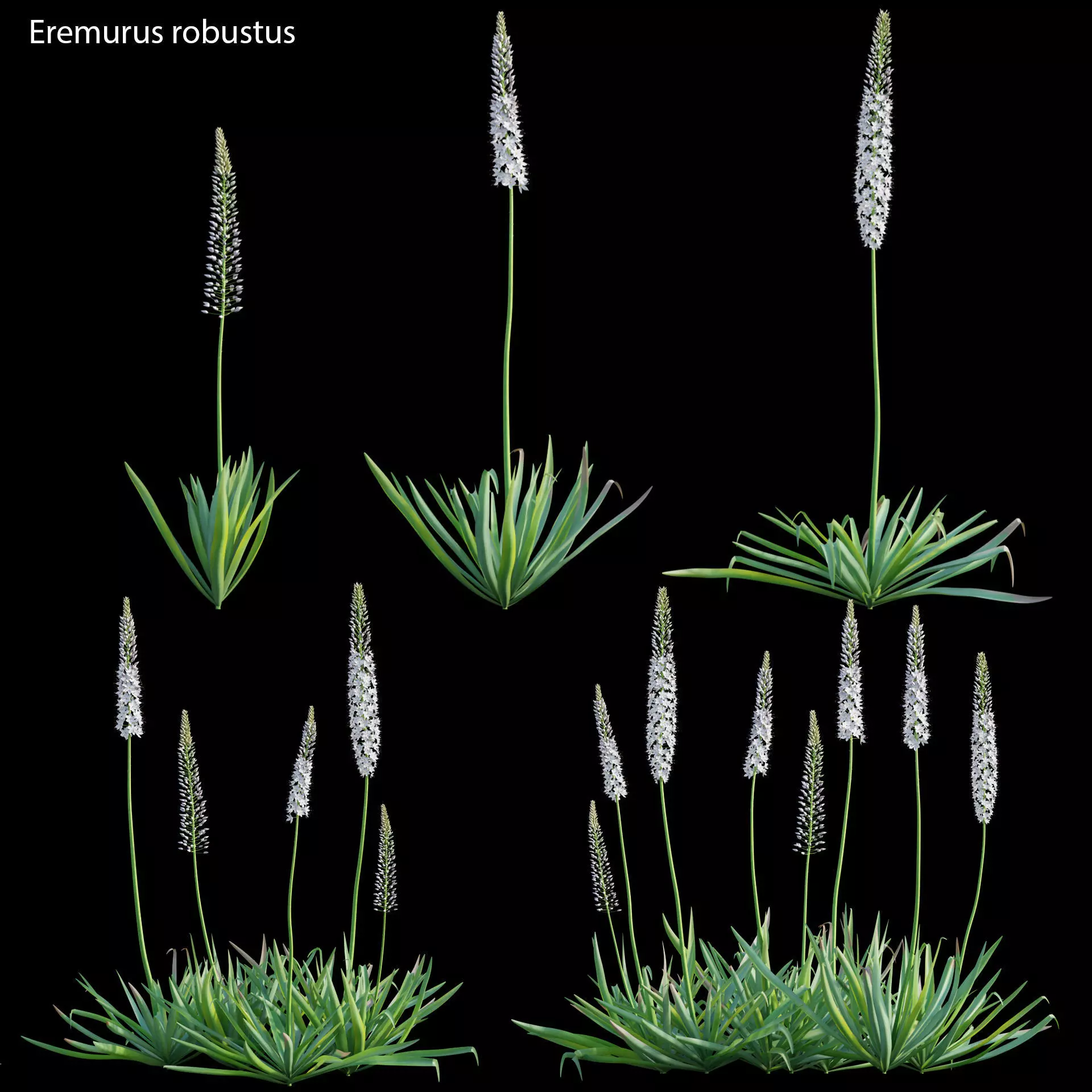 Eremurus robustus - Foxtail Lily 3D model_0